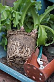 REPOTTING POT BOUND PLANTS