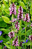 STACHYS MACRANTHA ROSEA