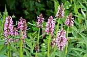 STACHYS MACRANTHA ROSEA