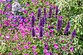 AGASTACHE BLUE BOA