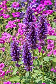 AGASTACHE BLUE BOA