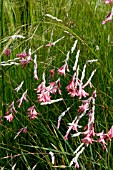 DIERAMA IGNEUM