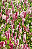 PERSICARIA AFFINIS DARJEELING RED