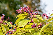 Clerodendrum trichotomum var. fargesii