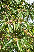 DIOSPYROS VIRGINIANA