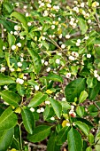 EUONYMUS HAMILTONIANUS POPCORN