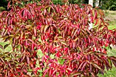 Euonymus hamiltonianus Indian Summer