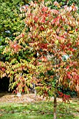 RHUS POTANINII