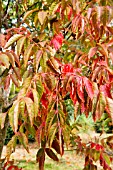 RHUS POTANINII