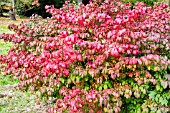 EUONYMUS ALATUS SELECT