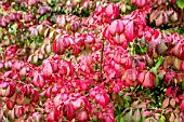 EUONYMUS ALATUS SELECT