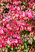 EUONYMUS ALATUS SELECT