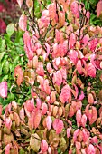 EUONYMUS HAMILTONIANUS YESSUCOSUS