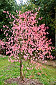 EUONYMUS BUNGEANUS FIREFLAME