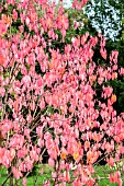 EUONYMUS BUNGEANUS FIREFLAME