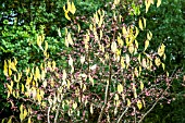 EUONYMUS BUNGEANUS DARTS PRIDE