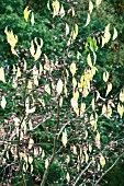 EUONYMUS BUNGEANUS DARTS PRIDE