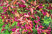 EUONYMUS EUROPAEUS RED CASCADE