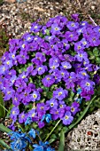 AUBRETIA X HYBRIDA AXCENT VILET VARIEGATA