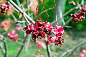 EUONYMUS MAXIMOWIEZIANUS