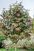 SORBUS PINK PEARL