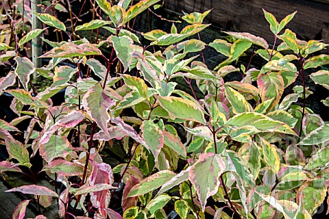 CORNUS_ALBA_SPAATHI