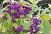 CALLICARPA BODENIERI VAR. GIRALDII PROFUSION