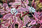 CORNUS ALBA SIBIRICA VARIEGATA