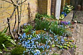 RAISED ALPINE BED IN SPRING WITH CHINODOXA EUPHORBIA AUBRETIA AND SCILLAS