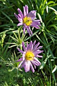 PULSATILLA VULGARIS SUBSP. GRANDIS PAPAGENO