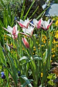 TULIPA CLUSIANA PEPPERMINT STICK