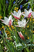 TULIPA CLUSIANA PEPPERMINT STICK