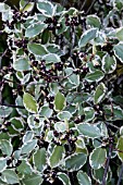 PITTOSPORUM GARNETTII AGM