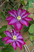 CLEMATIS ASAO