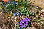 RAISED ALPINE BED WITH AUBRETIA CHINODOXA ALYSSUM AND NARCISSUS