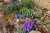 RAISED ALPINE BED WITH AUBRETIA CHINODOXA ALYSSUM AND NARCISSUS