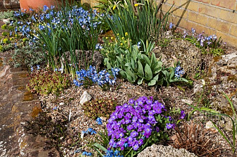 RAISED_ALPINE_BED_WITH_AUBRETIA_CHINODOXA_ALYSSUM_AND_NARCISSUS