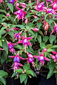 FUCHSIA MY LITTLE CRACKER