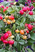 ROSA RUGOSA HIPS