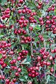 CRATAEGUS MONOGYNA FRUITS