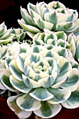 ECHEVARIA GLAUCA COMPTON CAROUSAL