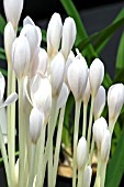 COLCHICUM AUTUMNALIS ALBUM