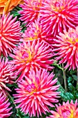 DAHLIA RYECROFT PIXIE