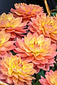 DAHLIA CHARLIE DIMMOCK