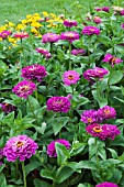 ZINNIA ELEGANS PURPLE PRINCE