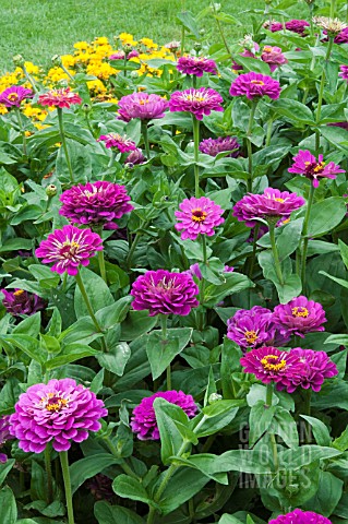 ZINNIA_ELEGANS_PURPLE_PRINCE