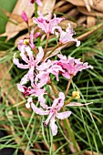 NERINE MASONIORUM