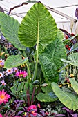 ALOCASIA ODORA