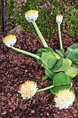 HAEMANTHUS ALBIFLOSS AGM