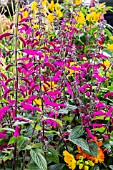 Salvia curviflora